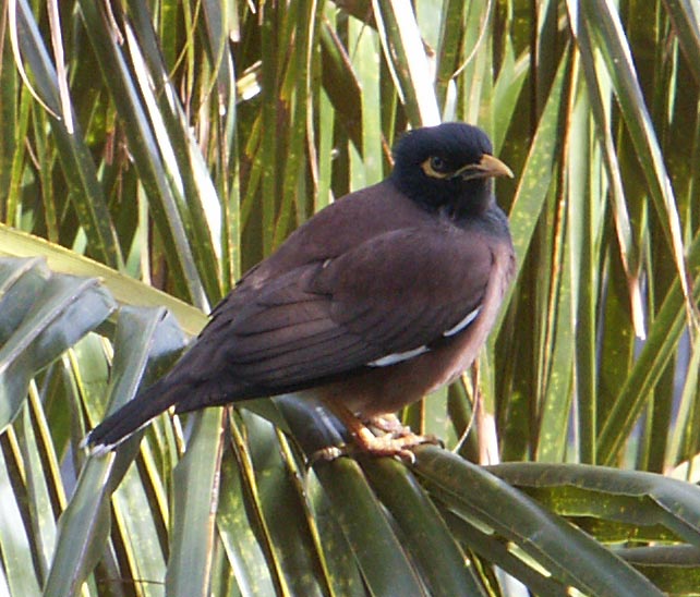 3715-common_myna